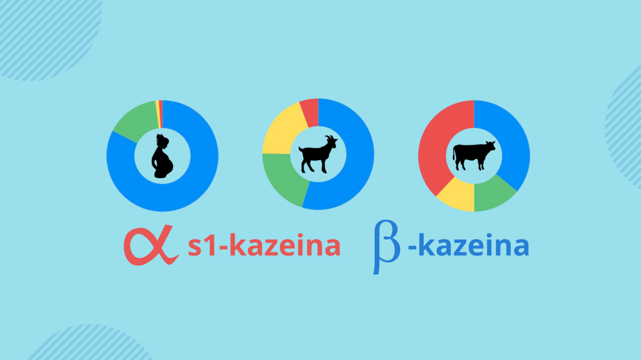 Mleko kozie dla niemowląt. Dlaczego może być lepsze dla wrażliwych brzuszków-2 porównanie składów mleka krowiego, koziego i kobiecego