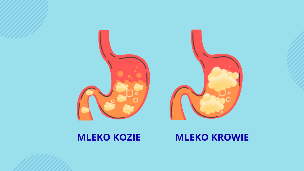 Mleko kozie dla niemowląt. Dlaczego może być lepsze dla wrażliwych brzuszków-3 Mleko kozie dla niemowląt. Dlaczego może być lepsze dla wrażliwych brzuszków-3